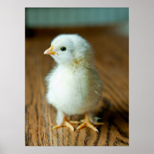 Cutest Baby Animals Baby Chick Poster