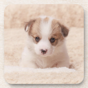 Cutest Baby Animals Baby Corgi Coaster