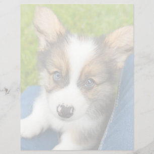 Cutest Baby Animals Baby Corgi in My Lap