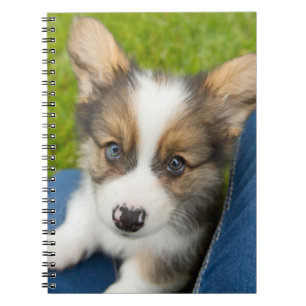 Cutest Baby Animals   Baby Corgi in My Lap Notebook