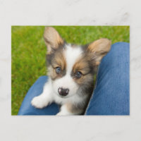 Cutest Baby Animals | Baby Corgi in My Lap