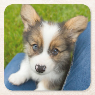 Cutest Baby Animals Baby Corgi in My Lap Square Paper Coaster