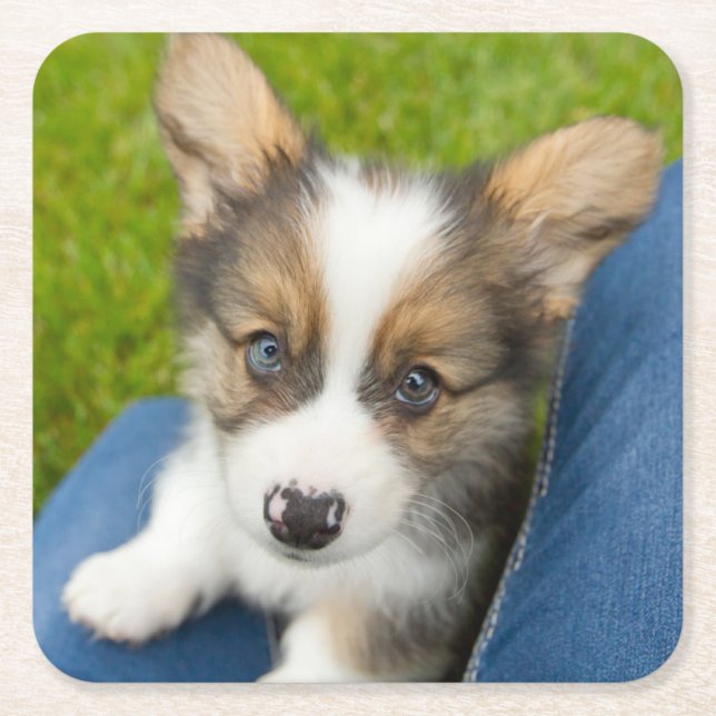 Cutest Baby Animals | Baby Corgi in My Lap Square Paper Coaster (Front)