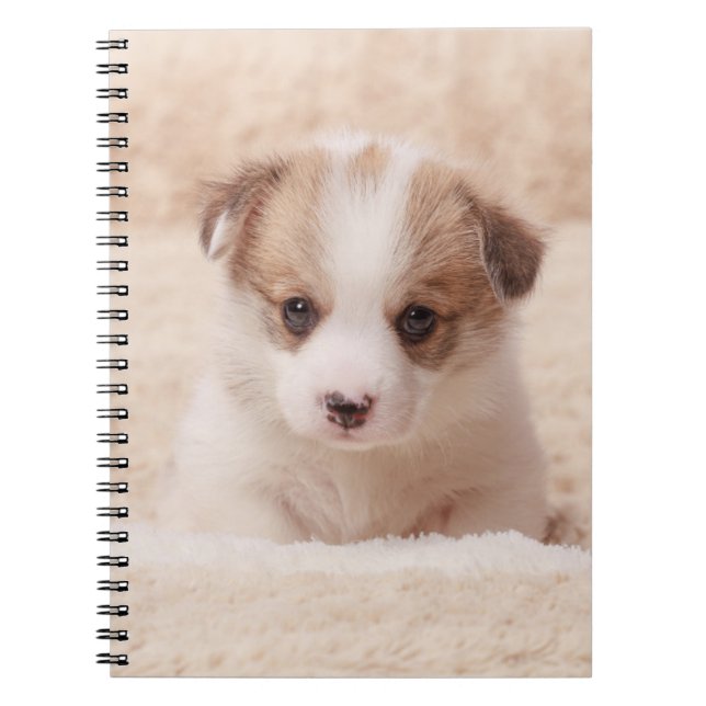 Cutest Baby Animals | Baby Corgi Notebook (Front)