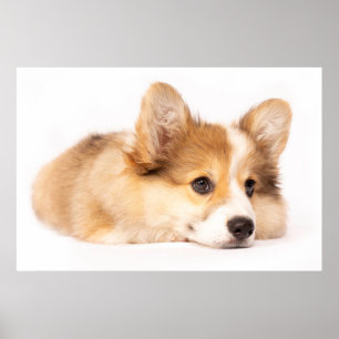 Cutest Baby Animals Baby Corgi Puppy Portrait Poster