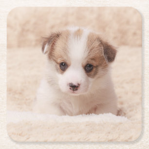Cutest Baby Animals Baby Corgi Square Paper Coaster