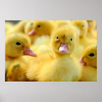 Cutest Baby Animals | Baby Duck Group