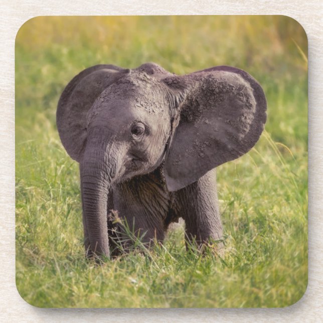 Cutest Baby Animals | Baby Elephant Kenya Africa Coaster (Front)