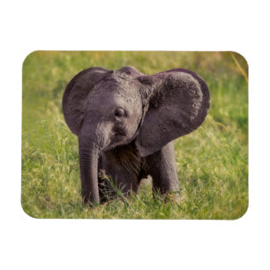 Cutest Baby Animals Baby Elephant Kenya Africa Magnet