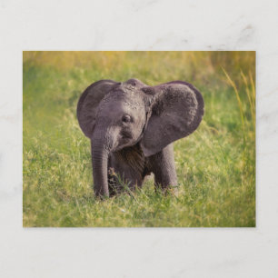 Cutest Baby Animals Baby Elephant Kenya Africa Postcard