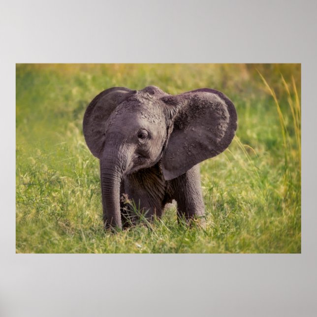 Cutest Baby Animals | Baby Elephant Kenya Africa Poster (Front)