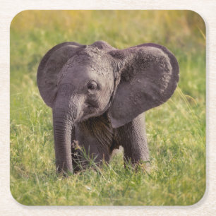 Cutest Baby Animals   Baby Elephant Kenya Africa Square Paper Coaster