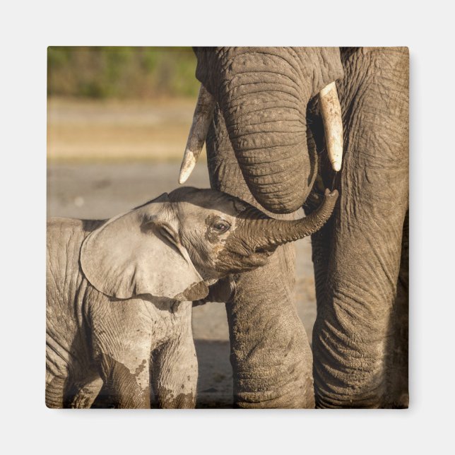 Cutest Baby Animals | Baby Elephant & Mama Magnet (Front)