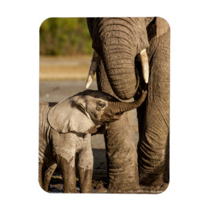 Cutest Baby Animals Baby Elephant & Mama Magnet