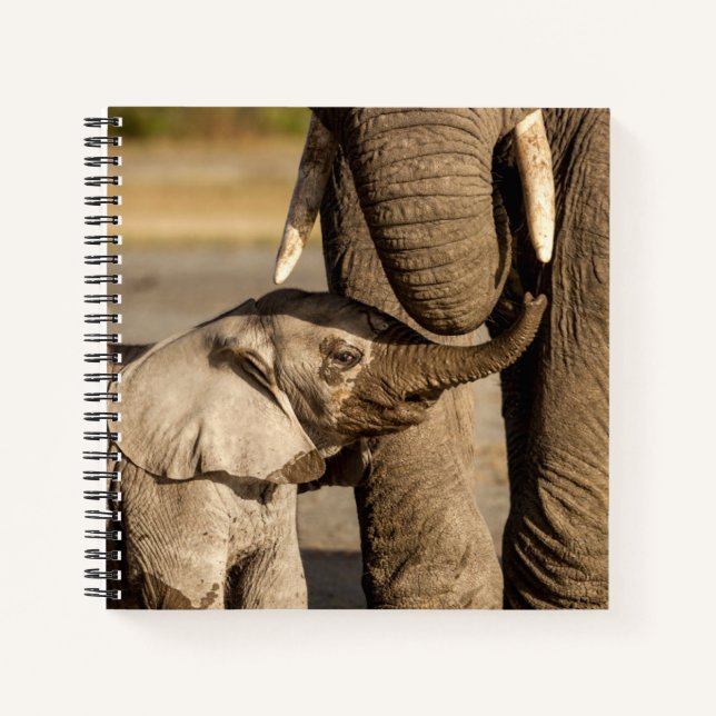Cutest Baby Animals | Baby Elephant & Mama Notebook (Front)