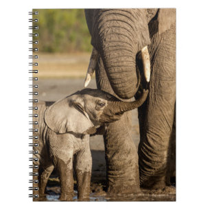 Cutest Baby Animals   Baby Elephant & Mama Notebook