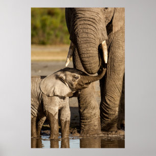 Cutest Baby Animals Baby Elephant & Mama Poster