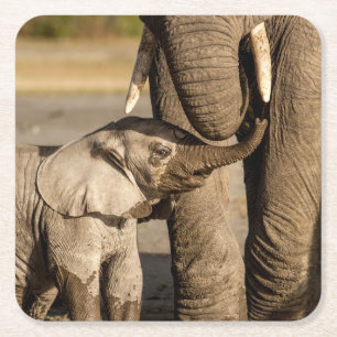 Cutest Baby Animals   Baby Elephant & Mama Square Paper Coaster
