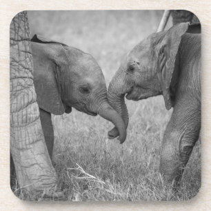 Cutest Baby Animals   Baby Elephants Greeting Coaster