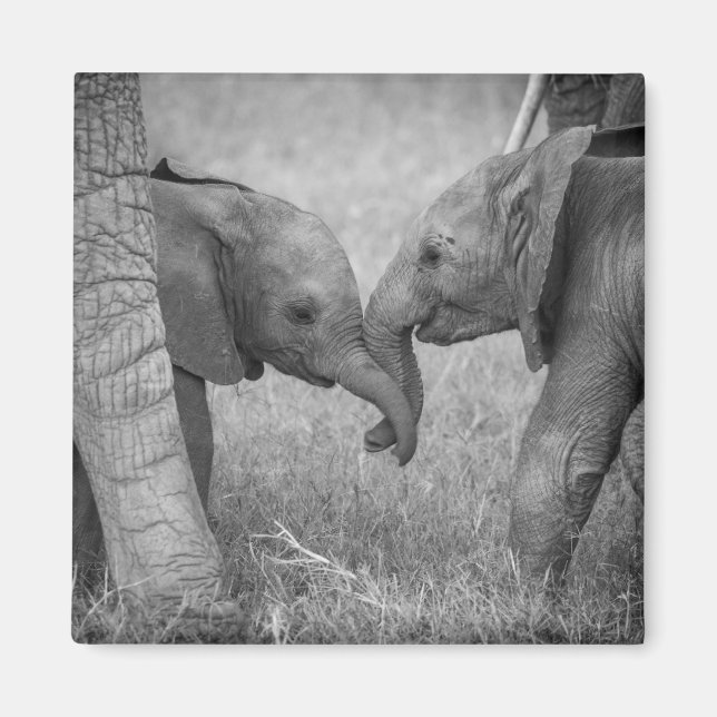 Cutest Baby Animals | Baby Elephants Greeting Magnet (Front)