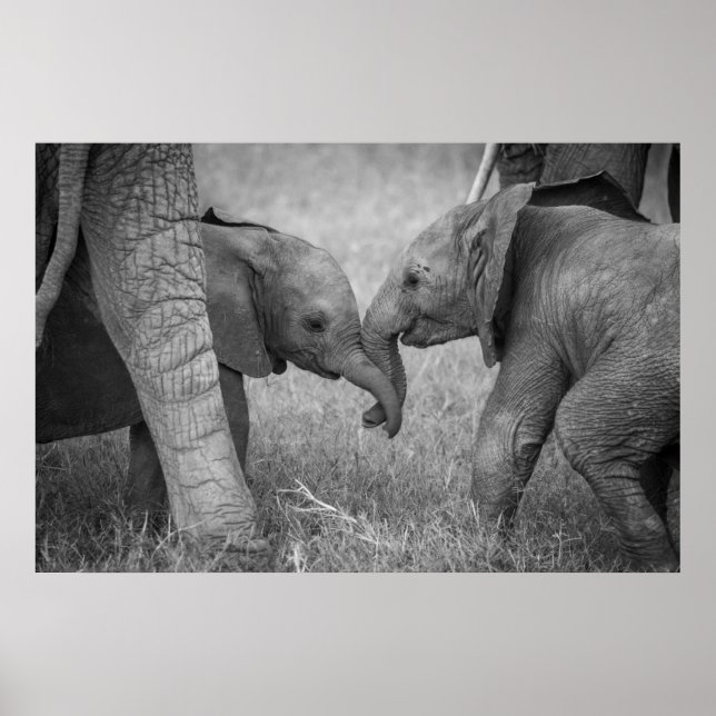 Cutest Baby Animals | Baby Elephants Greeting Poster (Front)