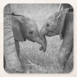 Cutest Baby Animals   Baby Elephants Greeting Square Paper Coaster