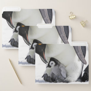 Cutest Baby Animals   Baby Emperor Penguin File Folder
