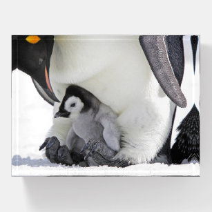 Cutest Baby Animals   Baby Emperor Penguin Paperweight