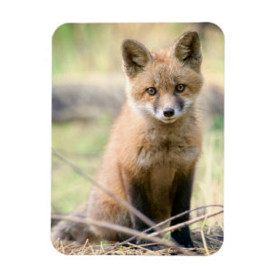 Cutest Baby Animals Baby Fox Magnet