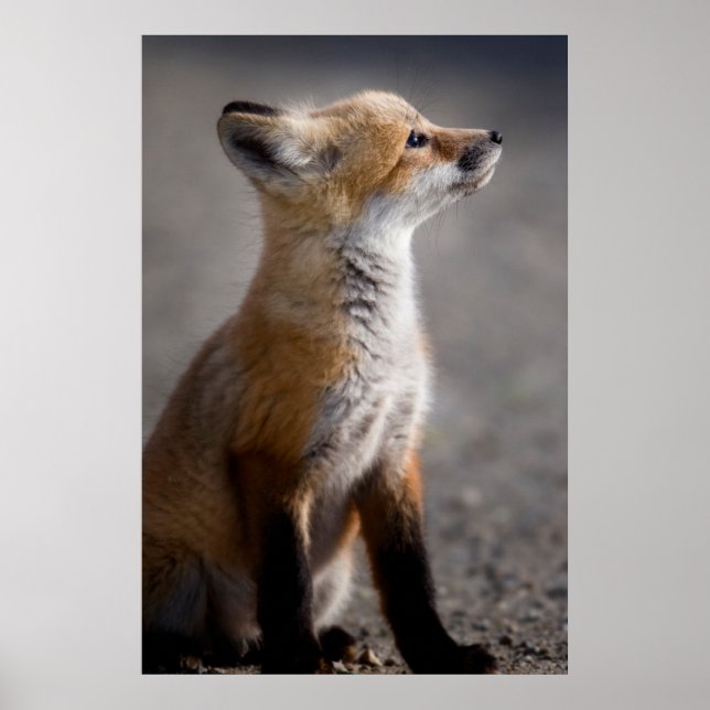Cutest Baby Animals | Baby Fox Portrait Poster (Front)
