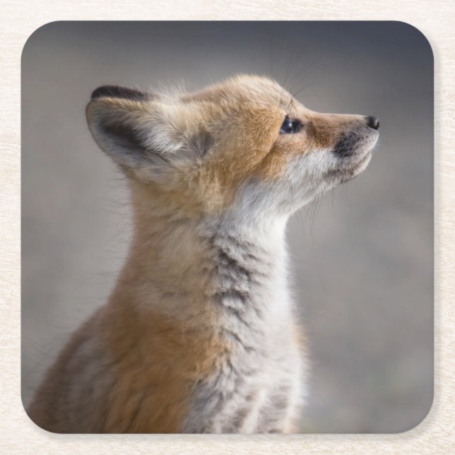 Cutest Baby Animals | Baby Fox Portrait Square Paper Coaster (Front)
