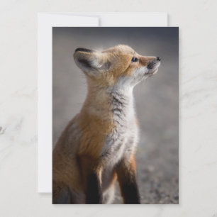 Cutest Baby Animals Baby Fox Portrait Thank You Card