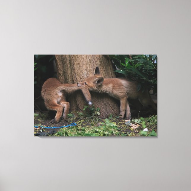 Cutest Baby Animals | Baby Foxes Playing Canvas Print (Front)