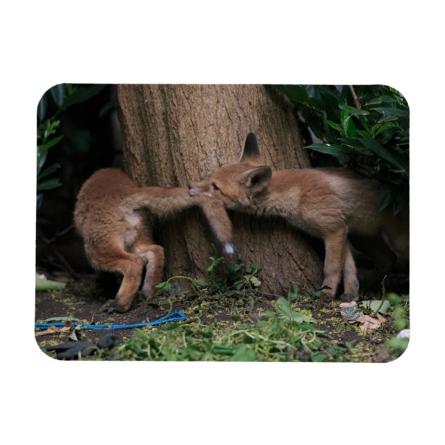 Cutest Baby Animals | Baby Foxes Playing Magnet (Horizontal)