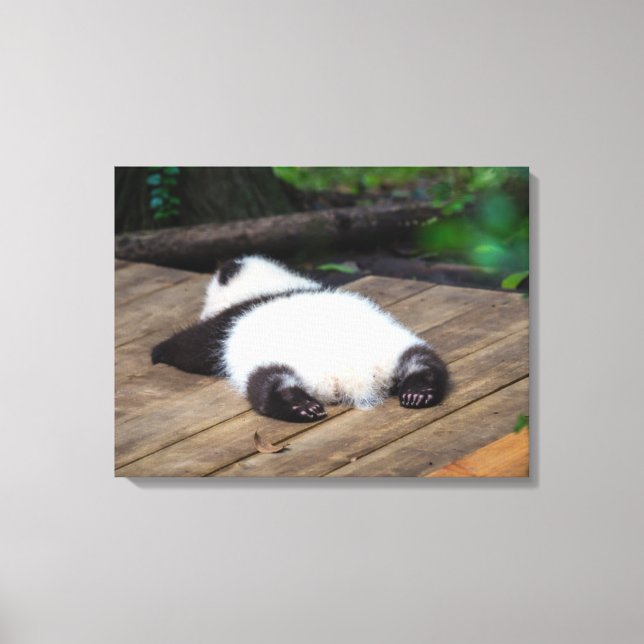 Cutest Baby Animals | Baby Giant Panda Sleeping Canvas Print (Front)
