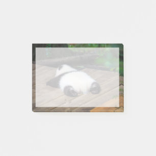 Cutest Baby Animals Baby Giant Panda Sleeping Post-it Notes