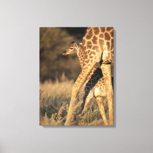 Cutest Baby Animals Baby Giraffe & Parent Canvas Print