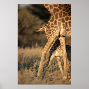 Cutest Baby Animals   Baby Giraffe & Parent Poster