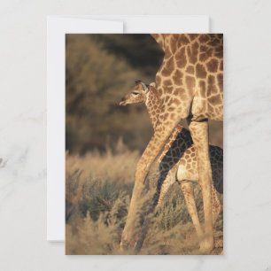 Cutest Baby Animals   Baby Giraffe & Parent Thank You Card