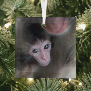 Cutest Baby Animals   Baby Macaque Monkey & Mother Glass Tree Decoration