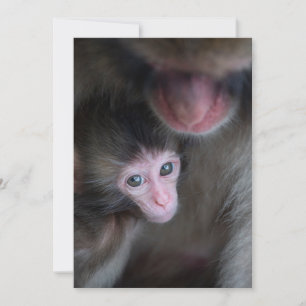 Cutest Baby Animals Baby Macaque Monkey & Mother Thank You Card