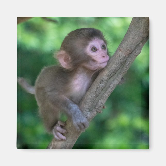 Cutest Baby Animals | Baby Monkey Magnet (Front)