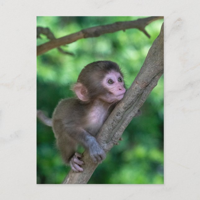 Cutest Baby Animals | Baby Monkey Postcard (Front)