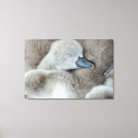 Cutest Baby Animals | Baby Mute Swan