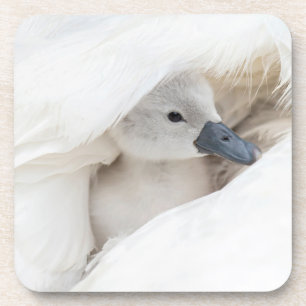 Cutest Baby Animals Baby Mute Swan Coaster