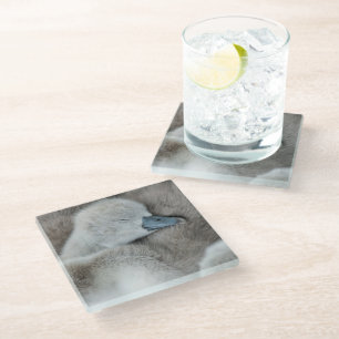 Cutest Baby Animals Baby Mute Swan Glass Coaster