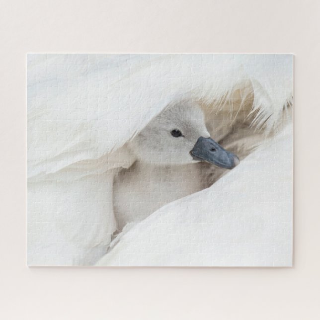 Cutest Baby Animals | Baby Mute Swan Jigsaw Puzzle (Horizontal)