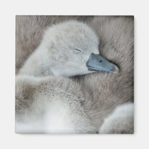 Cutest Baby Animals Baby Mute Swan Magnet