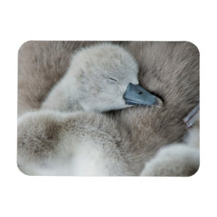 Cutest Baby Animals   Baby Mute Swan Magnet