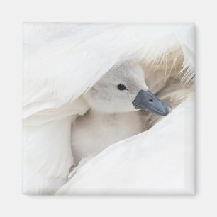 Cutest Baby Animals Baby Mute Swan Magnet